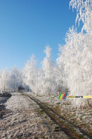 Chemin forestier hivernal (2) (300x)