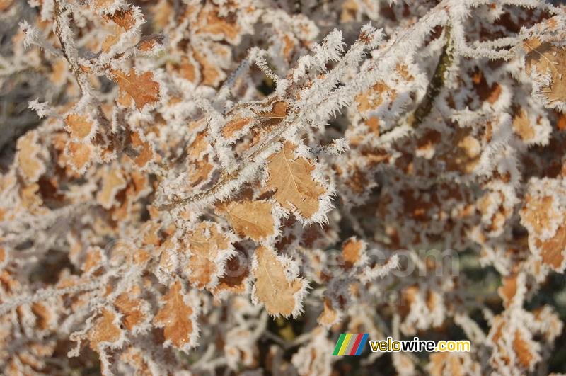 Winter frost on brown leaves