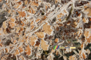 Givre sur des feuilles brunes (291x)