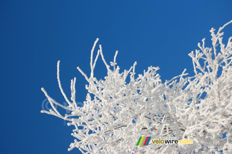 Des branches blanches devant un ciel bleu (4)