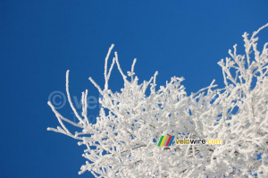 Des branches blanches devant un ciel bleu (4) (349x)