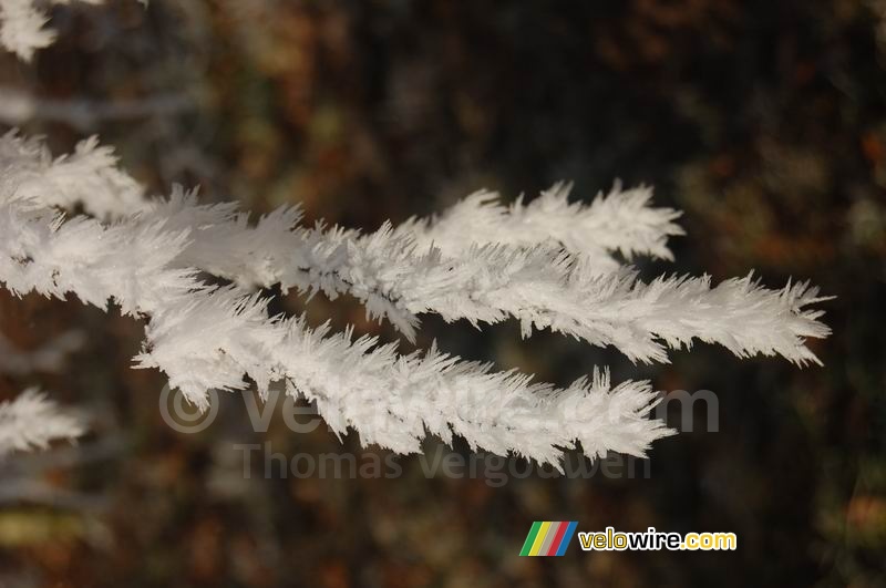 Détail : cristaux de glace sur une petite branche