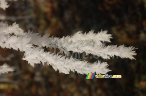 Détail : cristaux de glace sur une petite branche (384x)