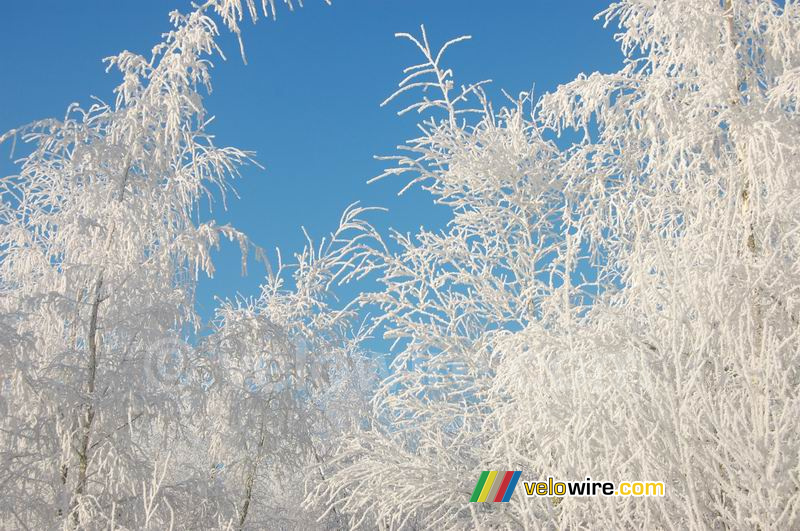 Forêt blanche devant le ciel bleu