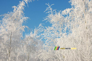Forêt blanche devant le ciel bleu (556x)