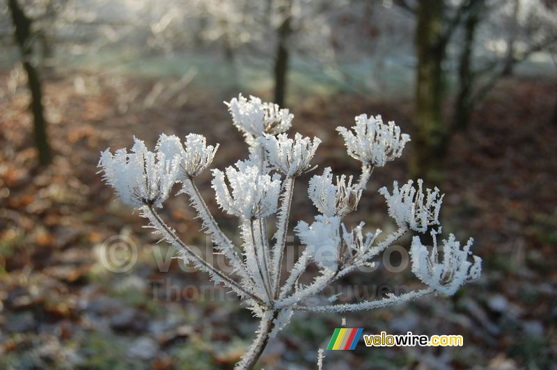 White frosted flower