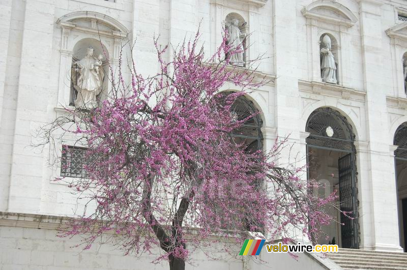 Bloesemboom voor de Igreja de So Vicente de Fora kerk