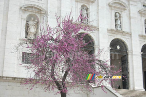 Blossom tree in front of the Igreja de São Vicente de Fora church (244x)