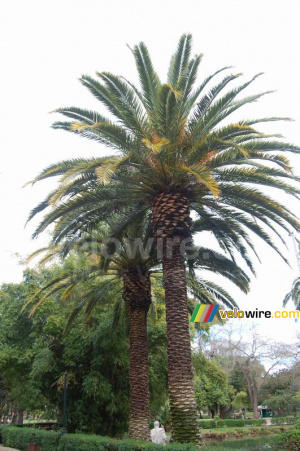 Palm trees (240x)