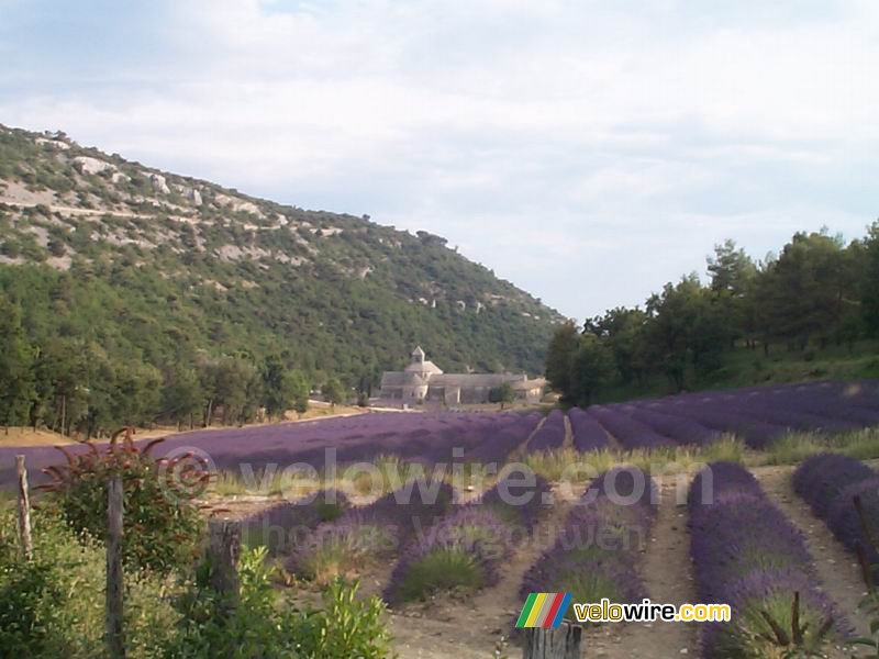 The abbey of Sénanque and its lavender garden I