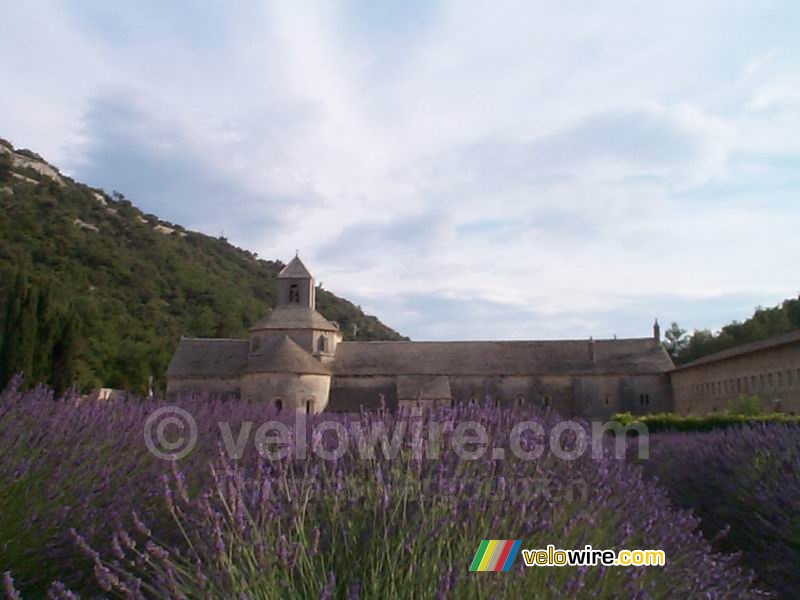 The abbey of Sénanque and its lavender garden II