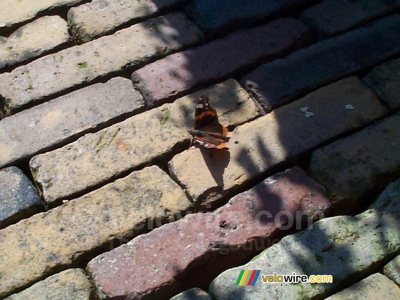[The Netherlands] Butterfly