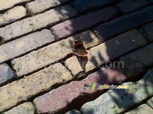 [The Netherlands] Butterfly (348x)