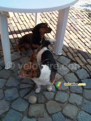 [The Netherlands] Skibby & Beau (345x)