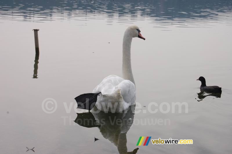 Een zwaan in het meer van Varese