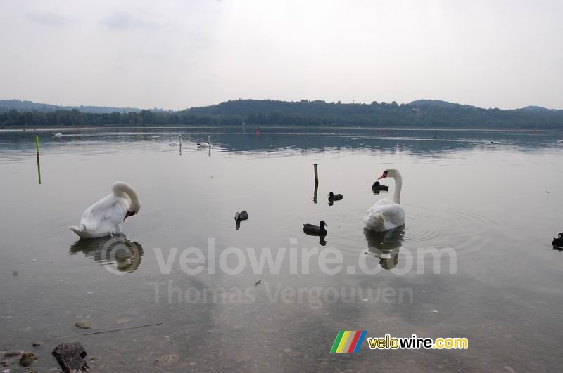 Swans in the Lake of Varese