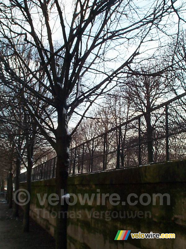 Un arbre aux Jardins de Tuileries