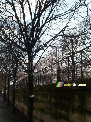 Un arbre aux Jardins de Tuileries (203x)