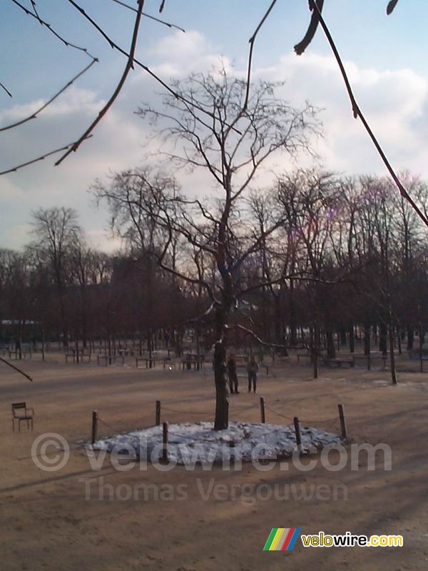 Un arbre aux Jardins de Tuileries