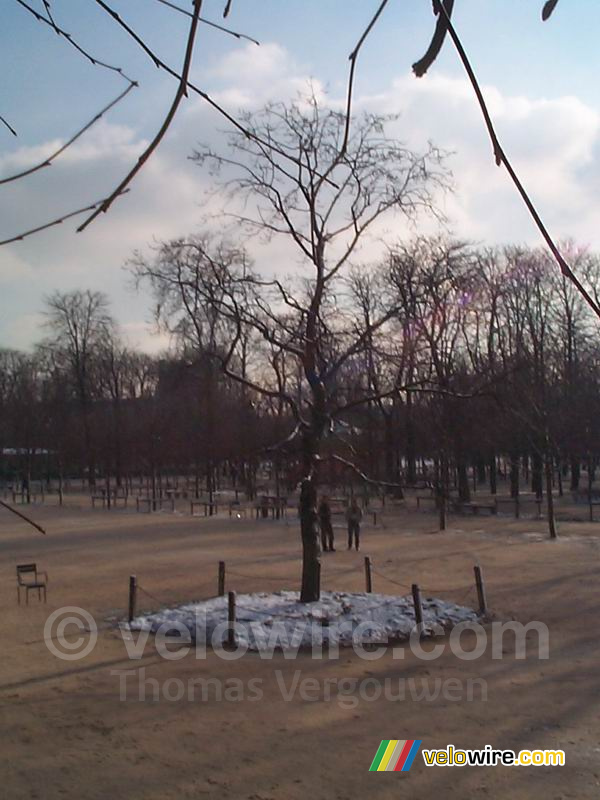 Boom in de Jardins de Tuileries