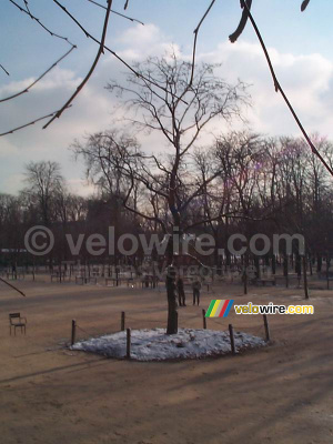 Un arbre aux Jardins de Tuileries (233x)
