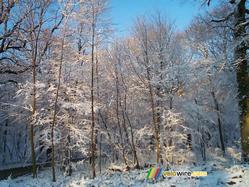 La forêt de Meudon