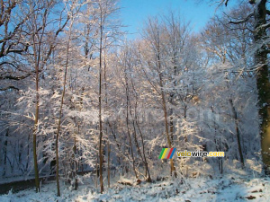 The woods of Meudon (219x)