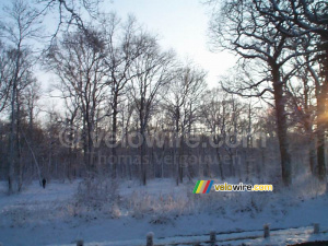 The woods of Meudon (227x)