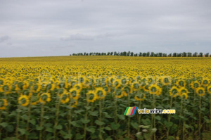 Un champ de tournesols (249x)