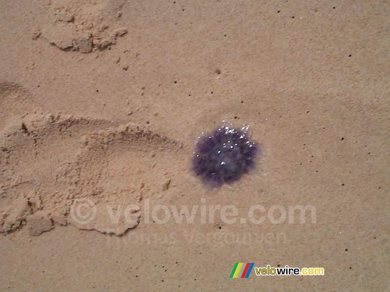 [Lacanau] Une petite méduse