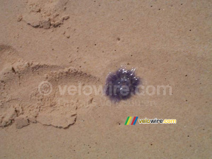 [Lacanau] A small jellyfish (418x)