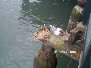 [San Francisco] - Une large mouette (565x)