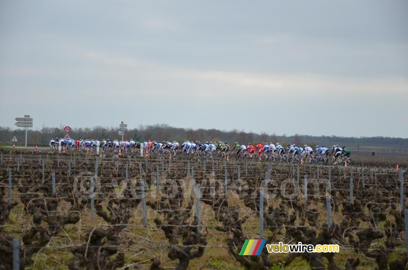 The peloton between the vineyards