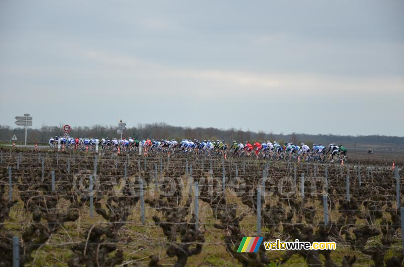 Het peloton tussen de wijngaarden