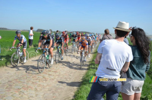 The peloton on the cobbles (548x)