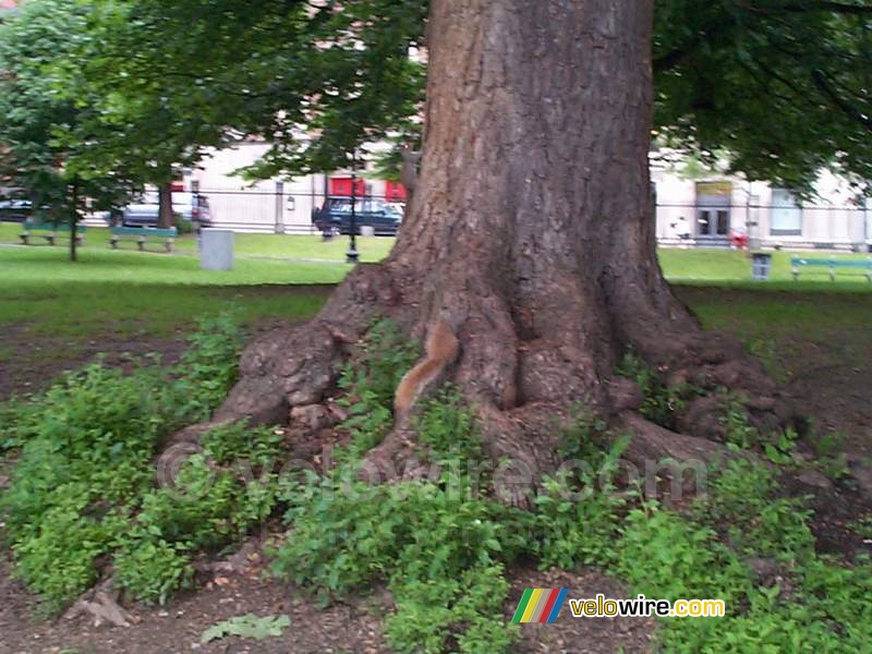 [Boston] - Des écureils dans les arbres