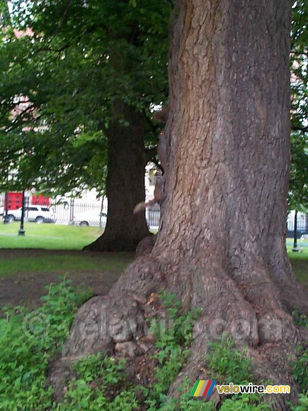 [Boston] - Des écureils dans l'arbre