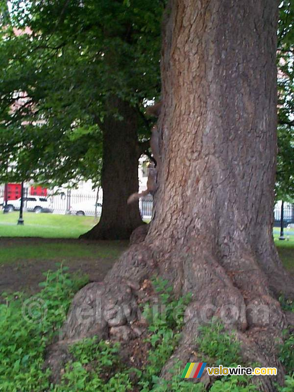 [Boston] - Eekhoorns in de boom