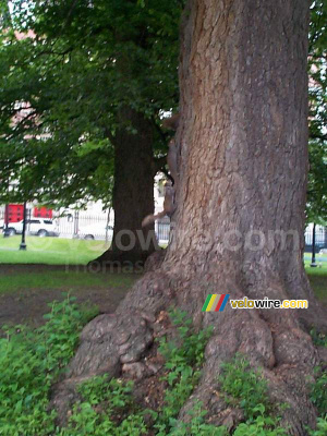 [Boston] - Des écureils dans l'arbre (430x)