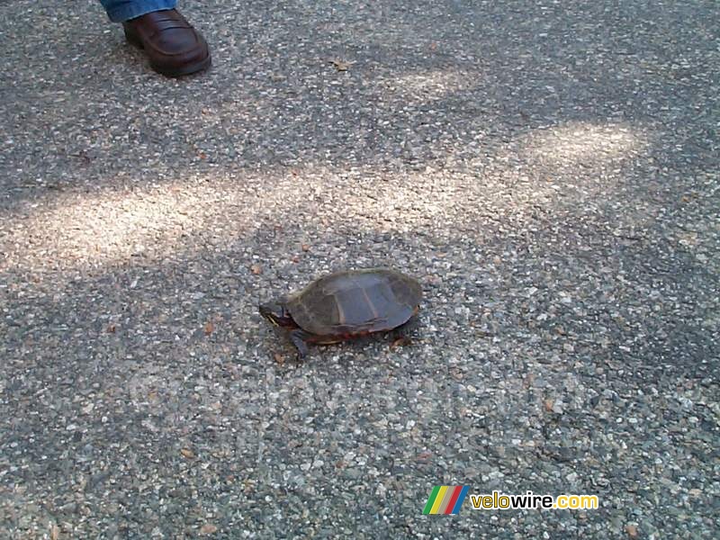 [Boston] - A turtle in Concord