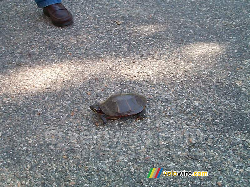 [Boston] - Une tortue à Concord