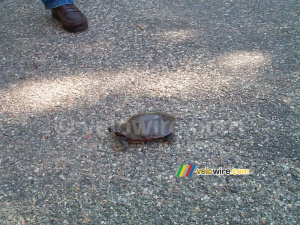 [Boston] - Une tortue à Concord (216x)